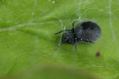 Dictyne cachée