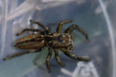 <i>Marpissa radiata</i>