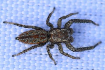 <i>Marpissa radiata</i>