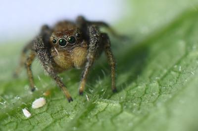 <i>Marpissa radiata</i>