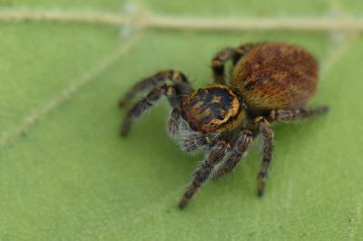 <i>Carrhotus xanthogramma</i>