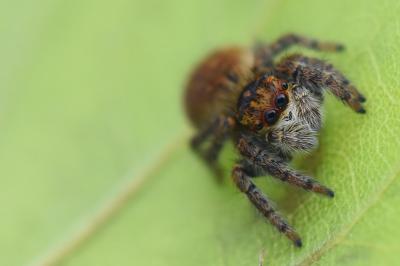 <i>Carrhotus xanthogramma</i>