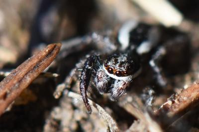 <i>Pseudicius encarpatus</i>