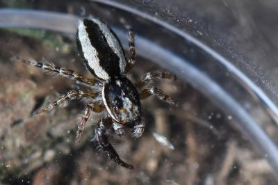 <i>Pseudicius encarpatus</i>