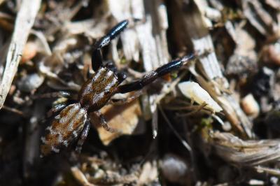 <i>Marpissa nivoyi</i>