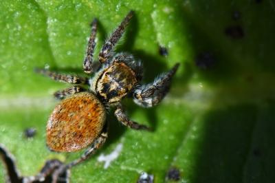 <i>Carrhotus xanthogramma</i>