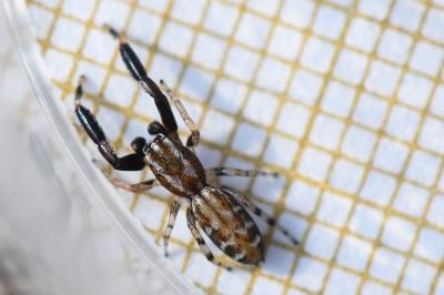 <i>Marpissa nivoyi</i>