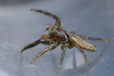 <i>Marpissa radiata</i>