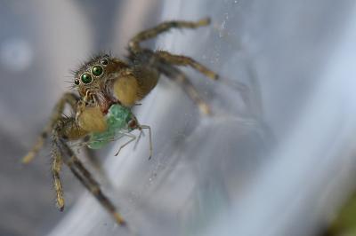 <i>Marpissa radiata</i>
