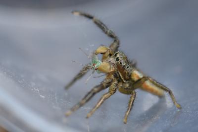 <i>Marpissa radiata</i>