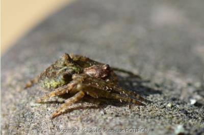 <i>Gibbaranea gibbosa</i>