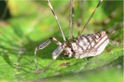 <i>Dicranopalpus ramosus</i>