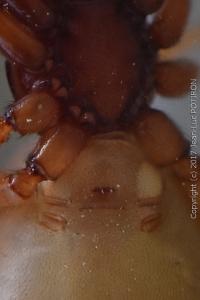 <i>Dysdera</i>