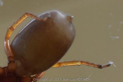 <i>Dysdera</i>