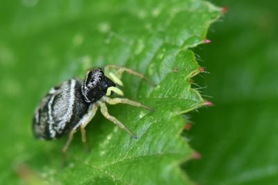 <i>Heliophanus</i>