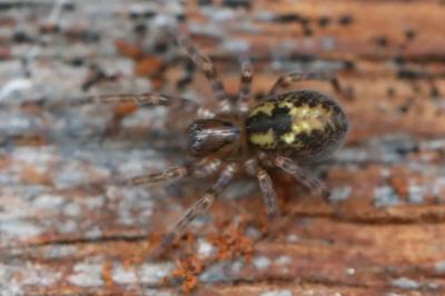<i>Amaurobius</i>