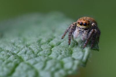 <i>Carrhotus xanthogramma</i>