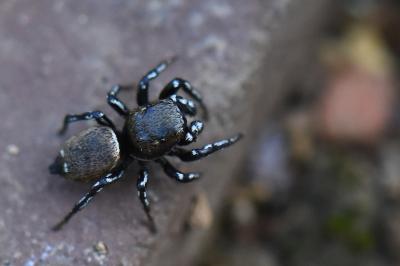 <i>Heliophanus tribulosus</i>