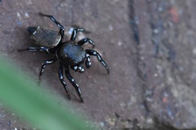 <i>Heliophanus tribulosus</i>