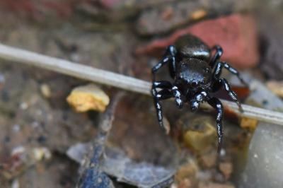 <i>Heliophanus tribulosus</i>