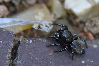 Heliophanus tribulosus