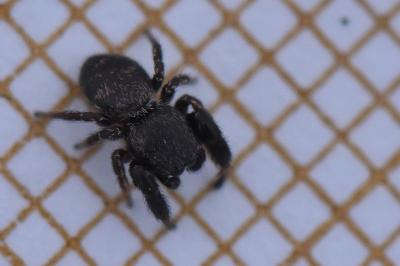 <i>Sibianor aurocinctus</i>