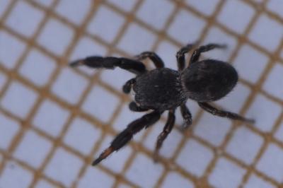 <i>Sibianor aurocinctus</i>
