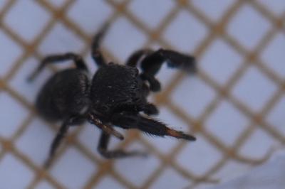 <i>Sibianor aurocinctus</i>
