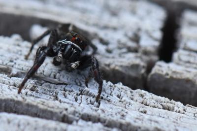 <i>Pellenes tripunctatus</i>