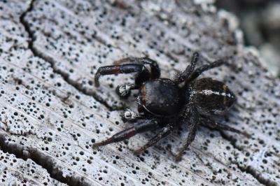 <i>Pellenes tripunctatus</i>