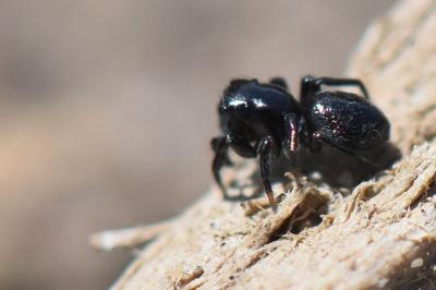 <i>Chalcoscirtus</i>