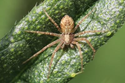 <i>Philodromus</i>