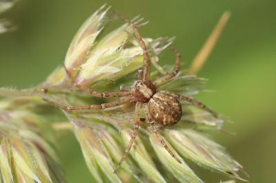 <i>Philodromus</i>
