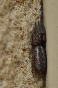<i>Segestria bavarica</i>