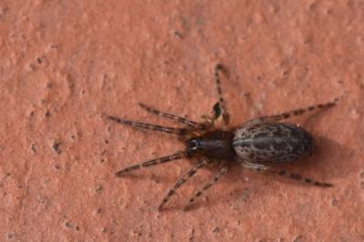 Segestria bavarica