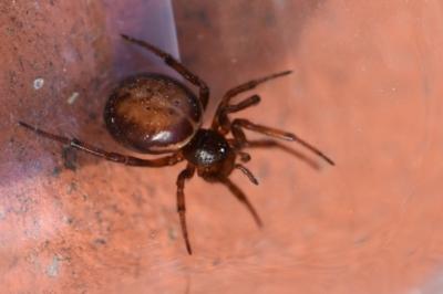 <i>Steatoda bipunctata</i>