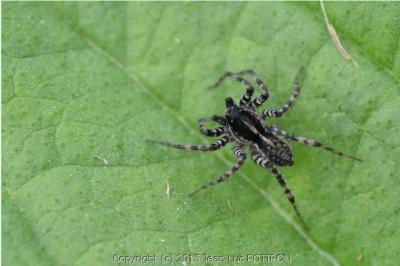 <i>Pardosa prativaga</i>