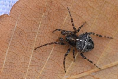 Épeire à bosses