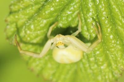 Misumène variable