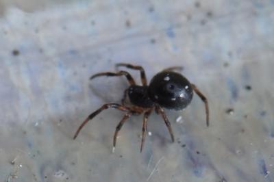 <i>Crustulina guttata</i>
