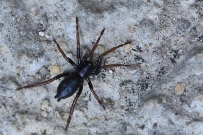 <i>Trachyzelotes pedestris</i>