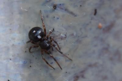 <i>Crustulina guttata</i>