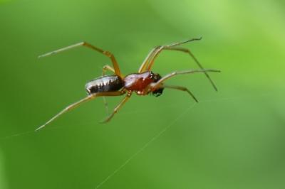 <i>Frontinellina frutetorum</i>