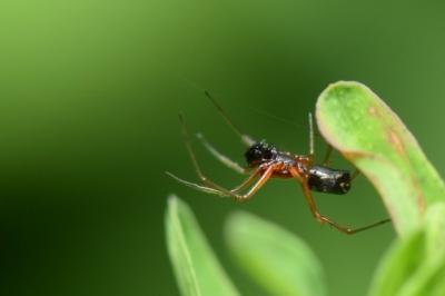 <i>Frontinellina frutetorum</i>