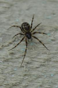 <i>Lepthyphantes minutus</i>