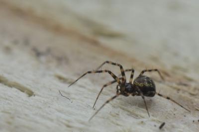 <i>Lepthyphantes minutus</i>