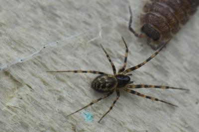 <i>Lepthyphantes minutus</i>