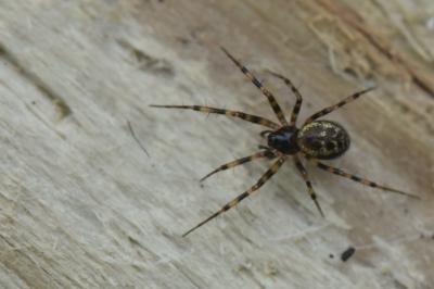 <i>Lepthyphantes minutus</i>