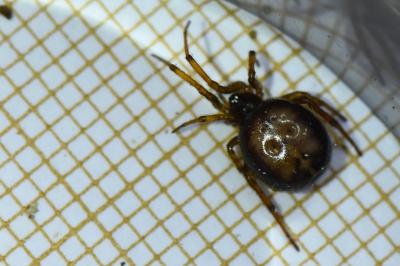 <i>Steatoda bipunctata</i>