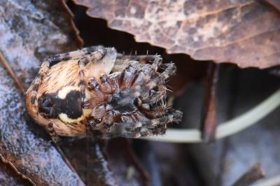 <i>Larinioides sclopetarius</i>